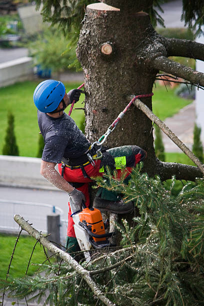 Best Storm Damage Tree Cleanup  in Opa Locka, FL